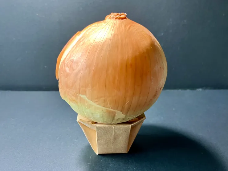 四瓣斗OPS與洋蔥