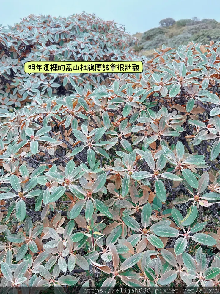 【帝王之山4天3夜】南湖大山/日出雲海一次收藏/雲稜山莊營地