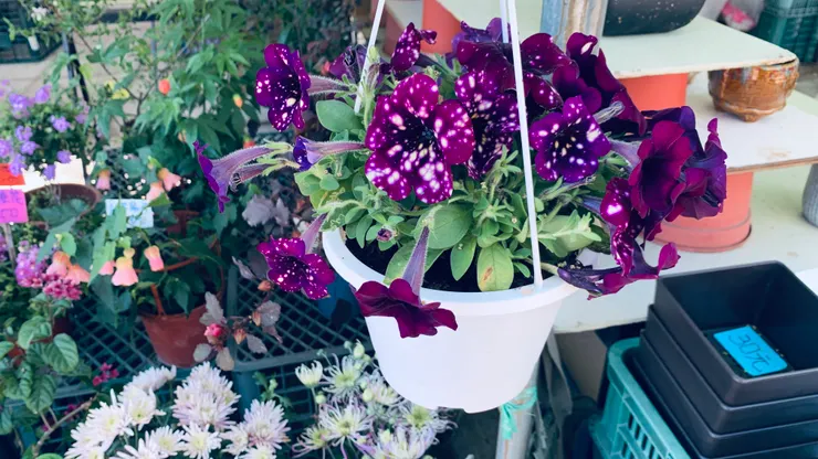 感覺像星空一樣的燦爛美麗