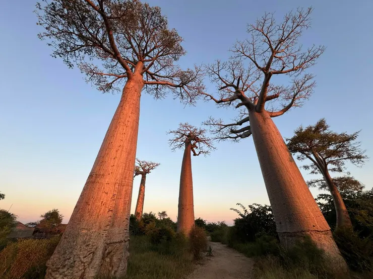 馬達加斯加猢猻樹大道｜照片來源：傑哥