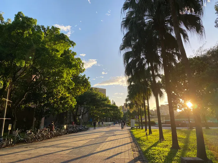 夕陽西下，蒲葵道上樹影斜長