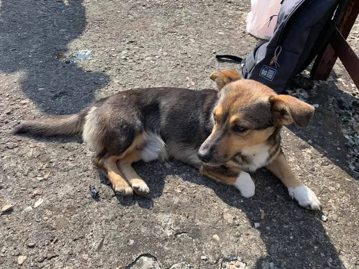 老婆最喜歡這隻狗，聰明又乖巧，他會護送我們去工廠釣魚