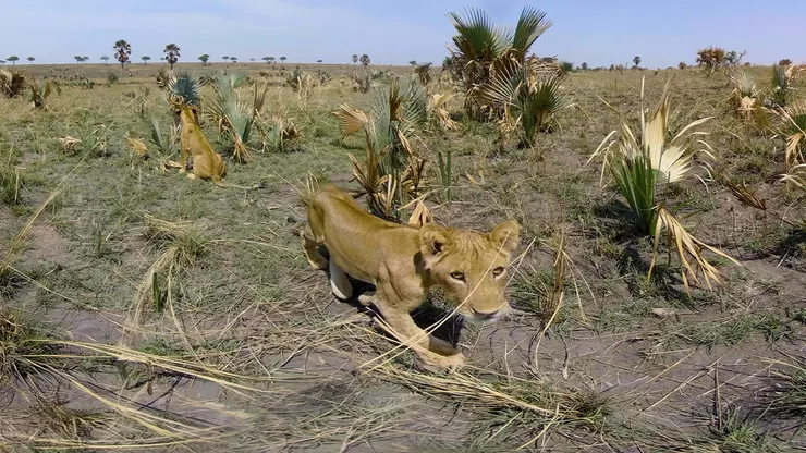 動物毫無戒心地展現旺勝的好奇心。（圖片來源：https://vrfilmlab.tw/en/movie/murchison-falls-a-wildlife-adventure/）