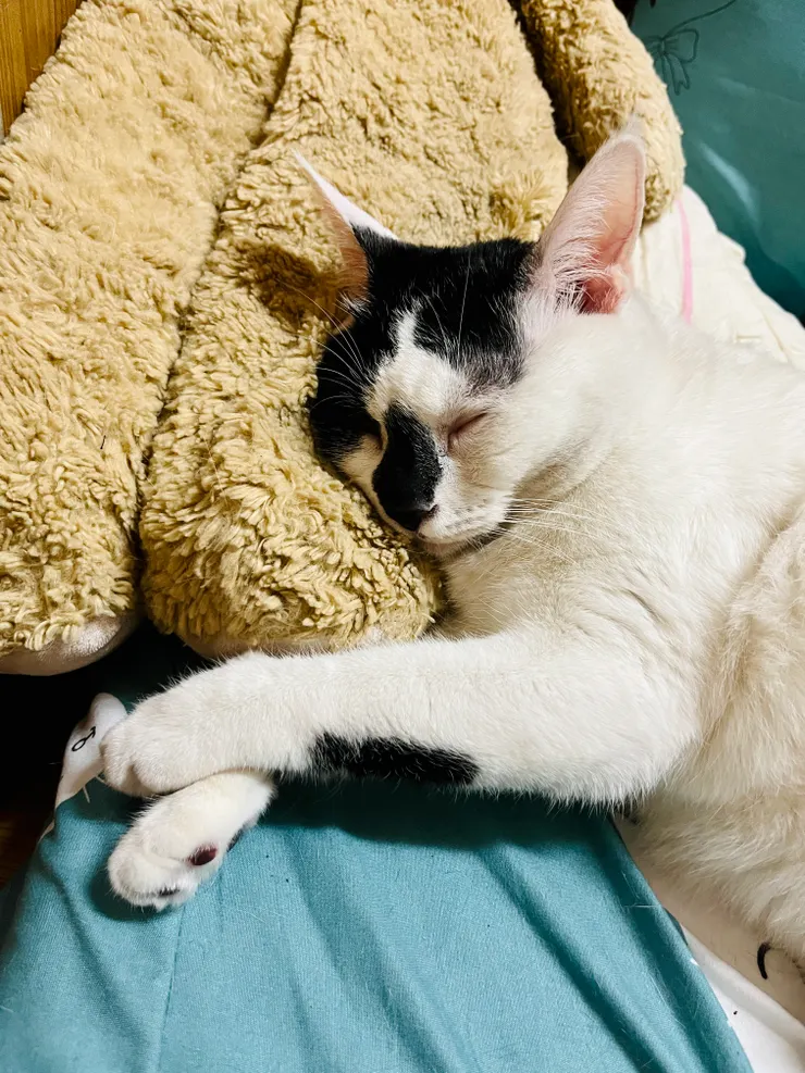 睡覺一定要抱熊熊的麻吉燒。