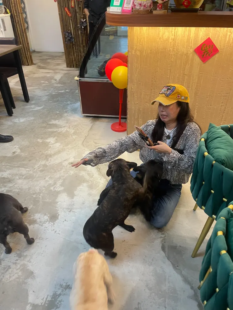 四隻法鬥店狗好熱情