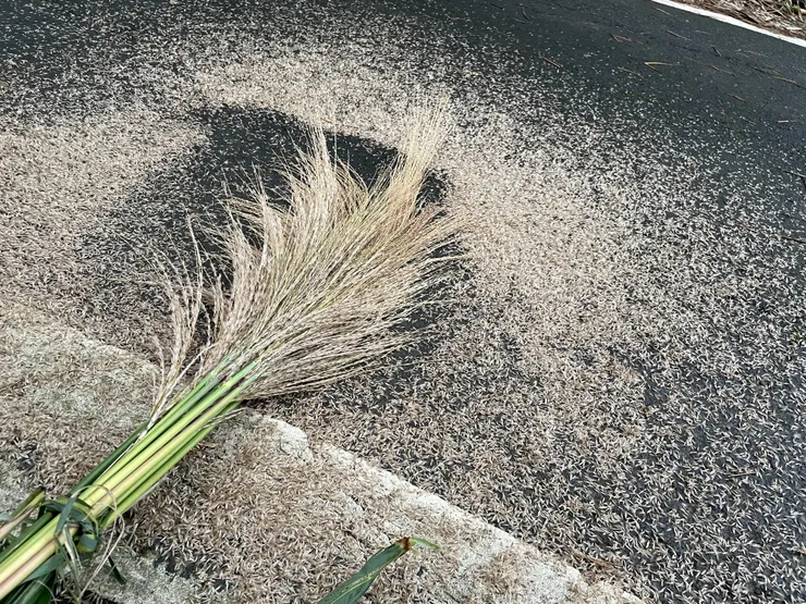 拍花穗中