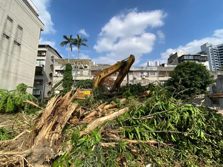 工地師傅說，這些都是雜樹，通通要清除