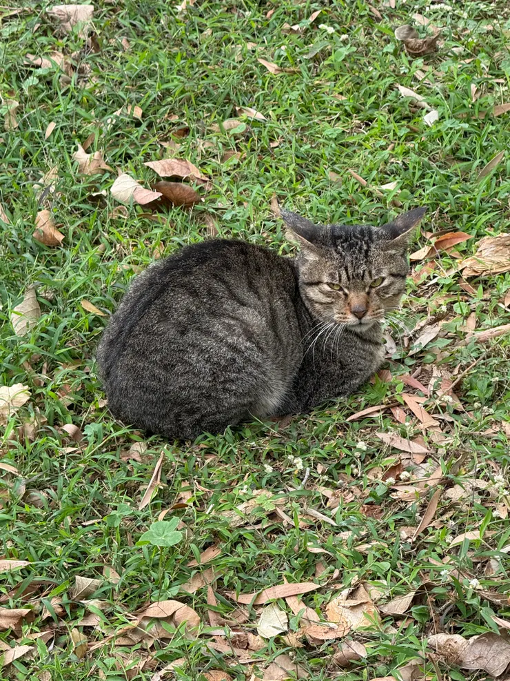 2026/01/26 散步看到的貓