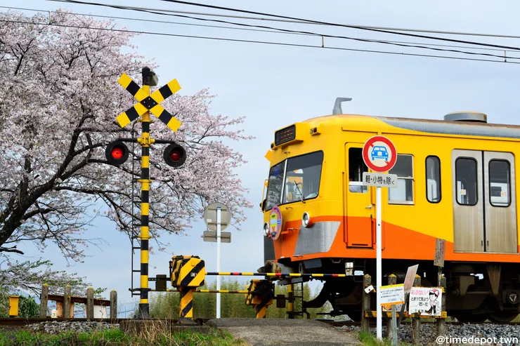 位於三重縣的三岐鐵道沿途風景純樸，除了來自西武鐵道的二手車之外，還有許多水泥廠的貨物列車行駛，與春季的櫻花共舞(北勢中央公園口=保々)