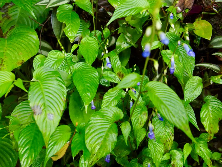 尖舌草；攝於嘉義竹崎獨立山步道，產於台灣低至中海拔的溪谷或陰濕地的巖壁上及疏林內砂礫地http://kplant.biodiv.tw/尖舌草/尖舌草.htm