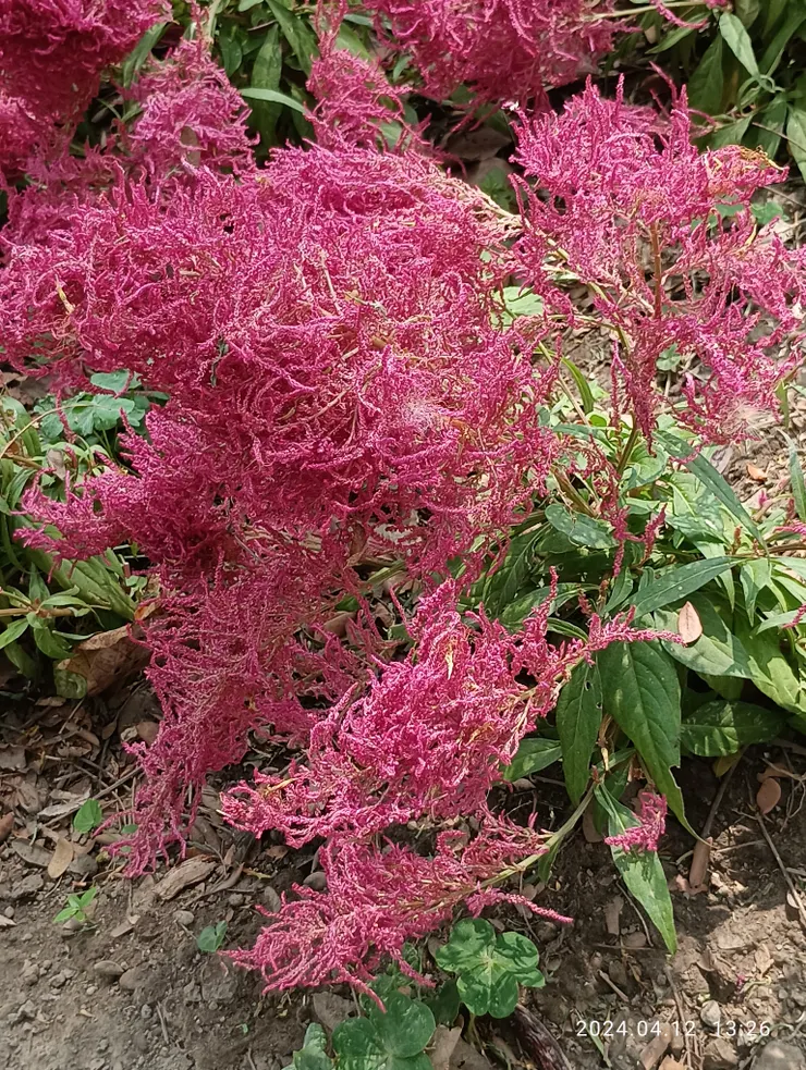 只記得花的前二字~火焰•••