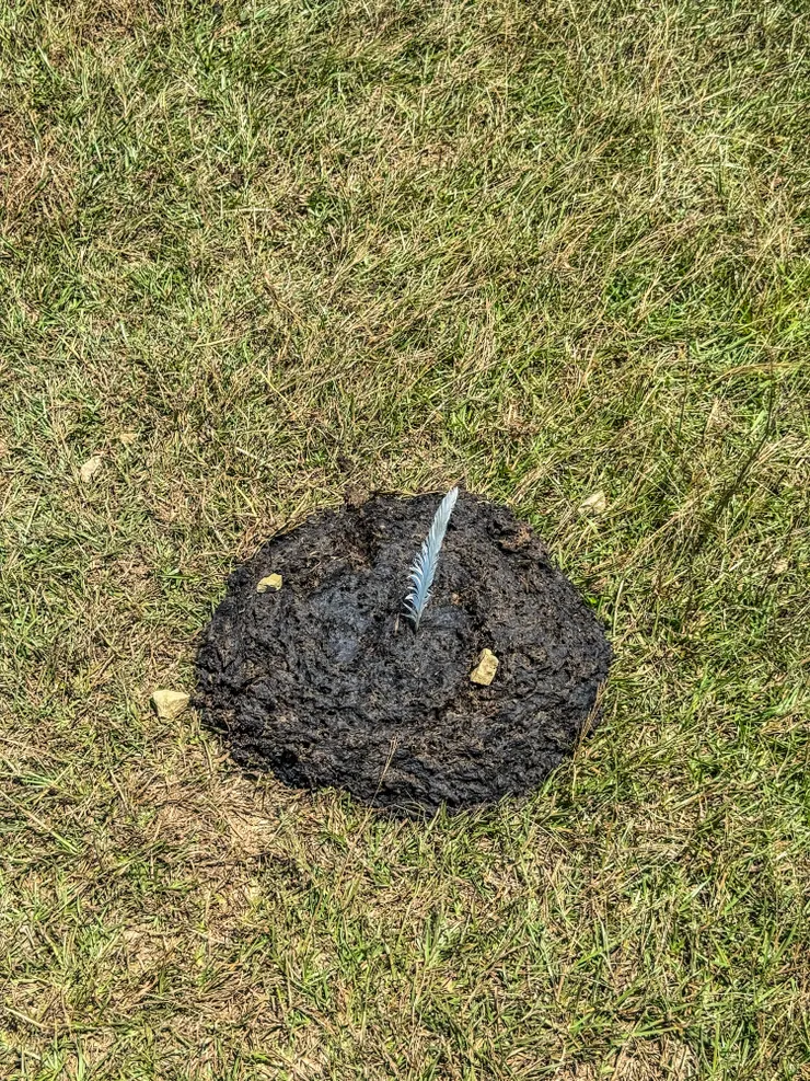 桃源谷特產之二！！牛屎～～～🤣 正芬有特地插上羽毛給我拍照～～真是貼心！！❤️