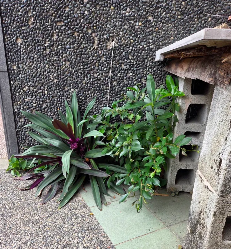 牆縫植物(李建崑攝影)