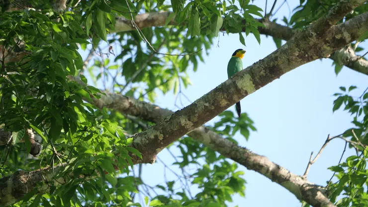 生活在高樹上的長尾闊嘴鳥