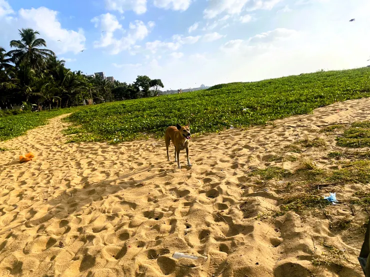 一路上陪我們撿垃圾的小黃