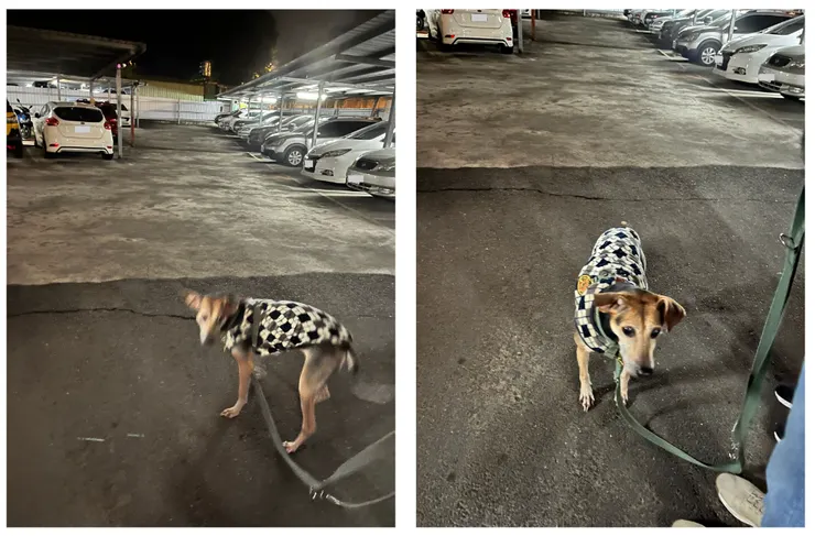 晚上回去前也在停車場興興奮奮