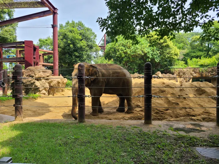 上野動物園大象