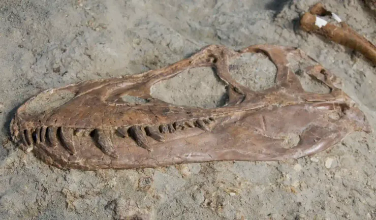 圖文來源：Royal Tyrrell Museum