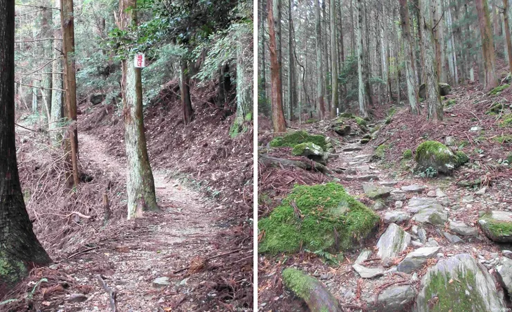 充滿各種「路型」的山道