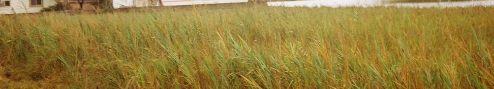 CHIH 夏日葵的沙龍