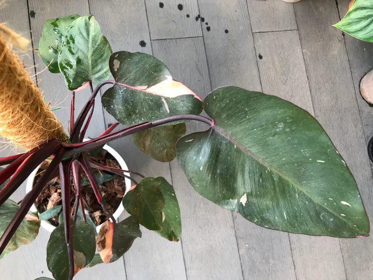 有柱子可靠的狀態下,越上面的葉子越大片