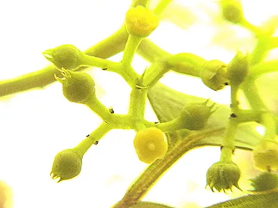 src