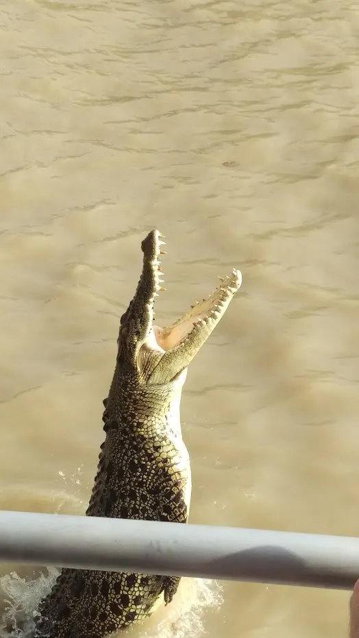 達爾文的特產是鱷魚