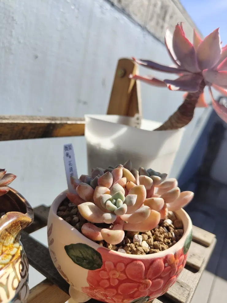 頂樓日照的花斑鹿，這是另一個養護環境