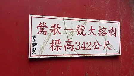 [新北美食]攻頂眺望鶯桃微笑山線、吃一碗百年大榕樹豆花，來一