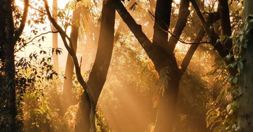 Whosname的煦光之森