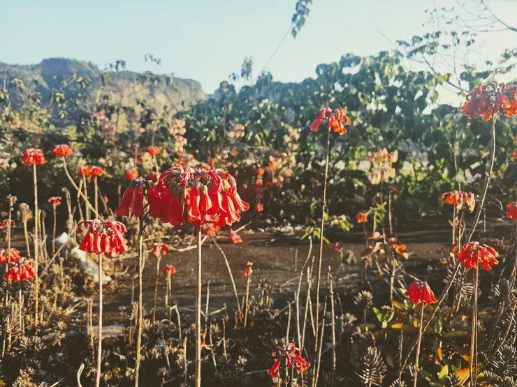 蕪芴手札
