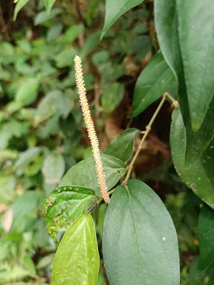 不是大家印象中的模樣的風藤花序