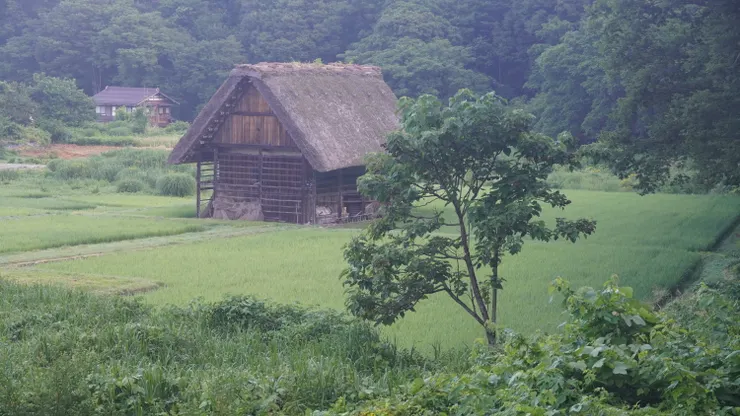 稻田中的合掌屋