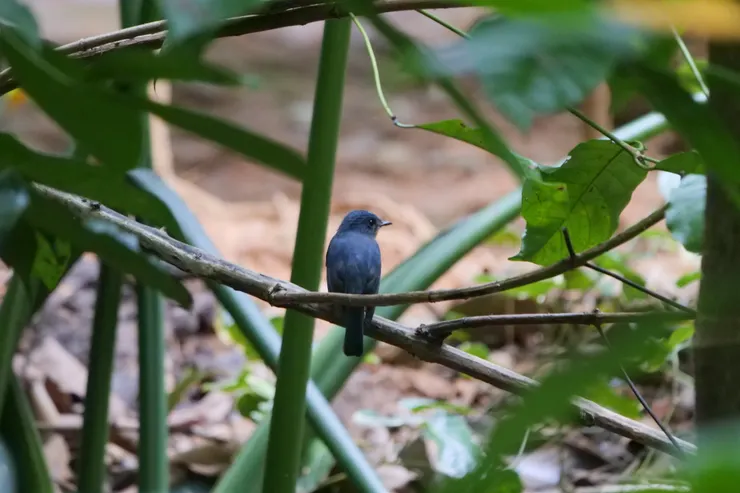 Tickel's Blue Flycatcher