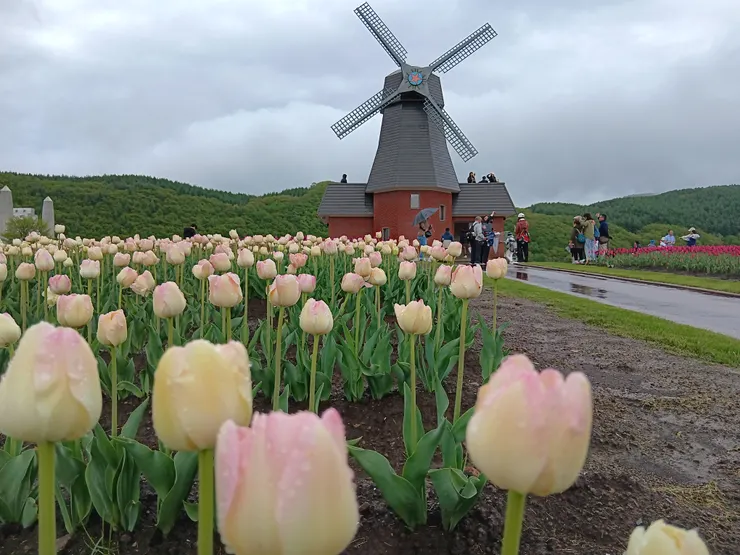 再去一次北海道？