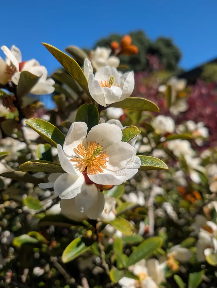 Magnolia laevifolia, 'Strybing Compact'