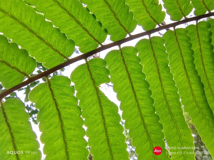 筆筒樹葉背(SHARP AQUOS R9 pro,13mm微距)