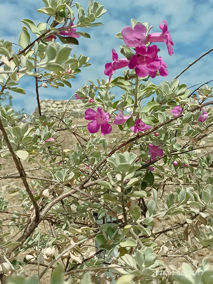 旗津燈塔下的紅花玉芙蓉，皆自拍攝