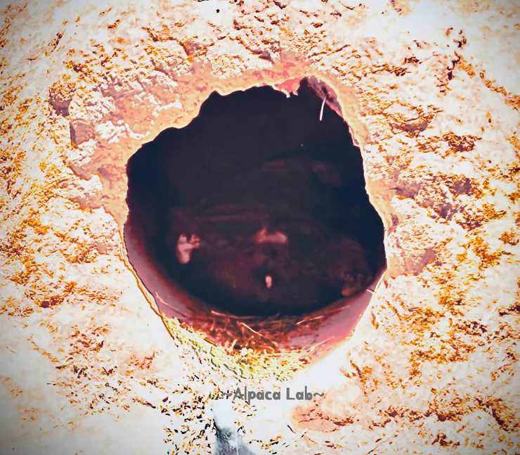 25/12/02,Featherdale Wildlife Park,這種四腳朝天的應該只有動物園看得到XD