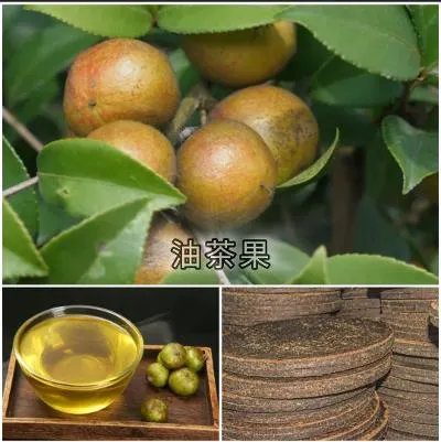 油茶果及其製品