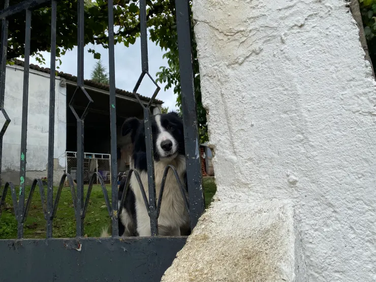 我原本在看他們家的放山雞,結果邊境就衝出來監視我