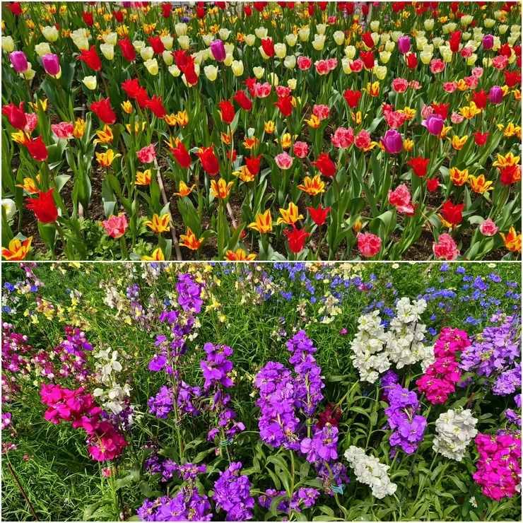 【鬱金香虞美人陸蓮與小蒼蘭,繽紛奪目遊客流連溫帶花園。上:各種鬱金香;下:小蒼蘭。】