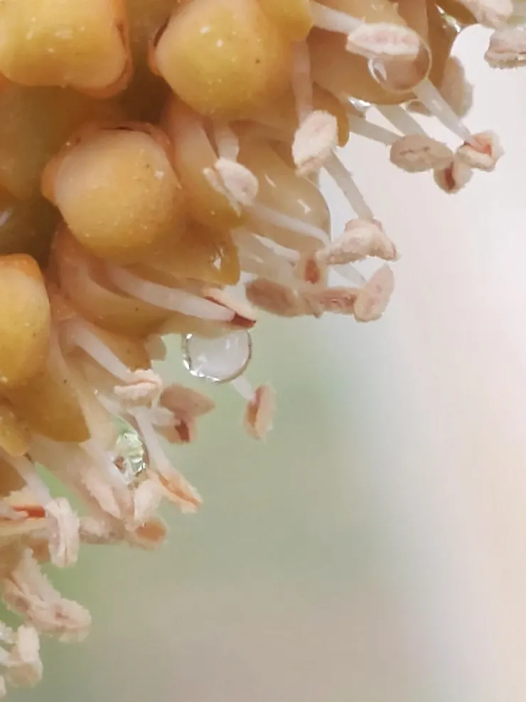 黃椰子的泌蜜（分泌蜜露）通常發生在雄花剛綻放的清晨。隨著太陽升高、氣溫上升，蜜水很快就會蒸發乾涸，或者被早起的蟲鳥洗劫一空。