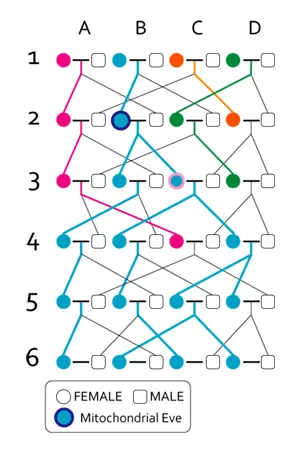 粒線體夏娃示意圖。引用自 Mo-rin。圖中圓形為女性，方形為男性，左側數字是世代編號，上方字母是配對編號。配深藍外圈者為粒線體夏娃，由圖可見其他女性也有現存後代，只是她們至少有一個世代的後代非女性傳承，而中斷了粒線體 DNA 流傳