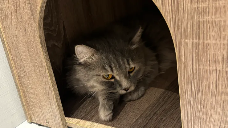 喵喵有約｜店貓