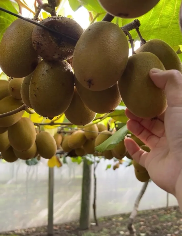 小休時不忘尋找熟透的奇異果(經常想食又甜又juicy的金奇異果)(笑)