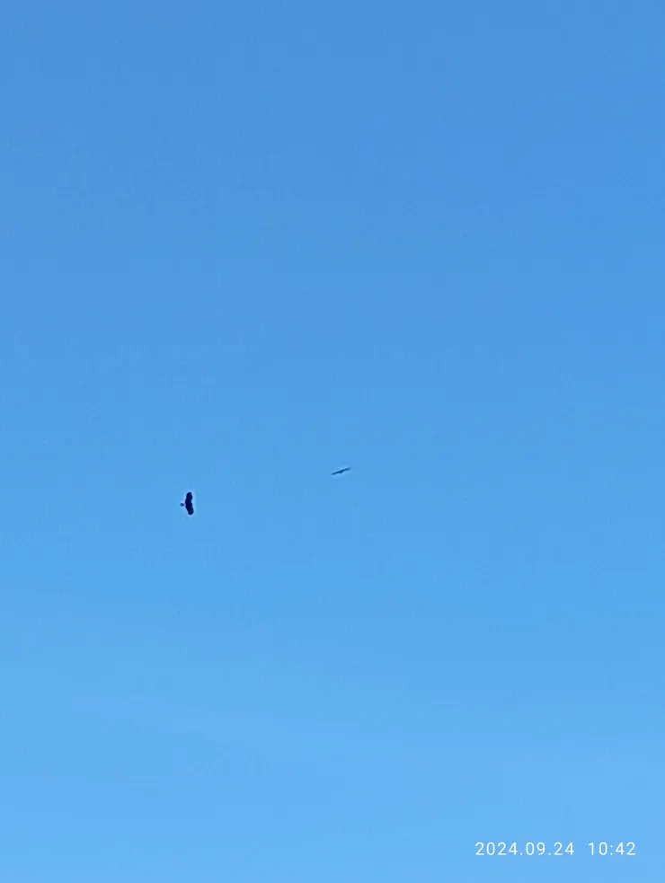 黑鳶，這兒有一小群，來此必見