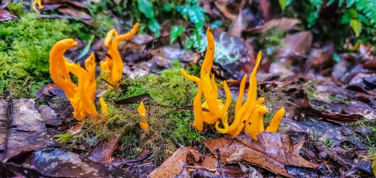 這裡的擬鎖瑚菌都長得很好！！頭好壯壯捏！