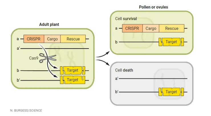 ClvR系統原理。圖片來源:Science