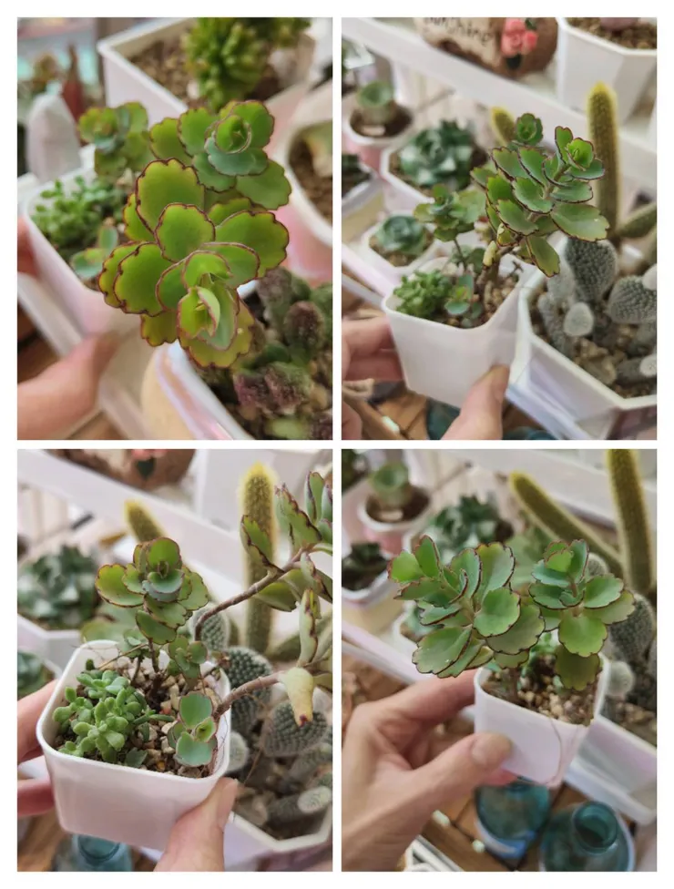 剪掉分小株成長的很快，新手會很有感，綠綠的也很好看